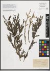 Foto von Salix purpurea L.